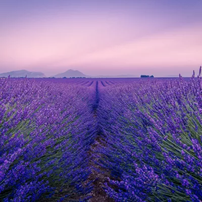 French lavender fields at sunset