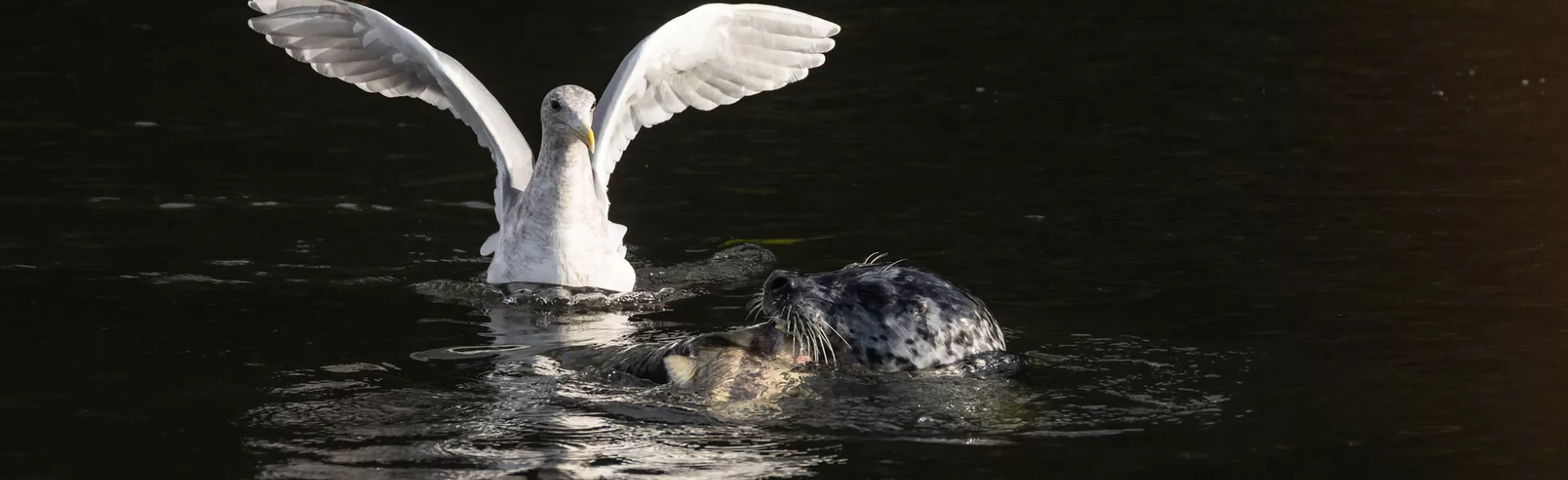 Harbor seal and Mew gull in the ​​​​Squalicum Creek during salmon spawning season.