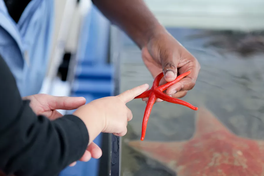Students examining a bright red starfish at the Shannon Point Marine Center.