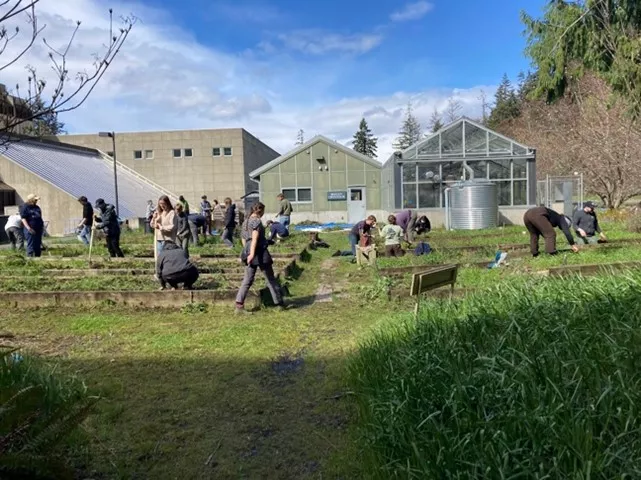 A large group of students doing gardening work at a vegetable garden.