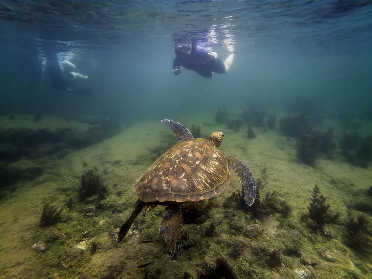 Student snorkeling with sea turtles