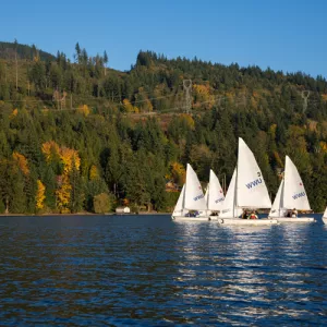 Sailboats float in Lake Whatcom with trees behind them